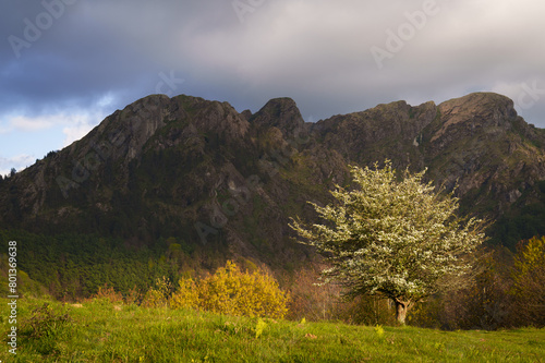 Natural Park of Peñas de Aia. Tree in bloom in the Aiako Harriak Natural Park, Euskadi