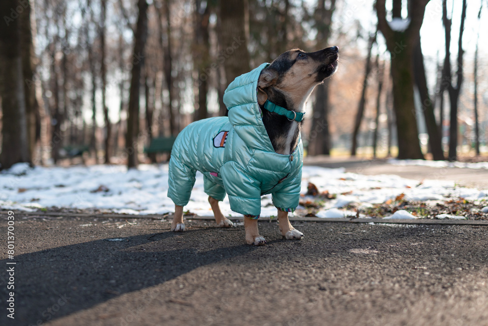Cute little dog in winter clothes standing on the snow in spring . Cute little dog in winter clothes standing on the snow in spring .