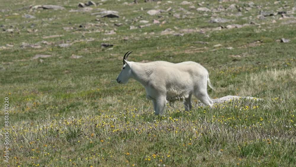 A mountain goat is near the top of the Beartooth Highway; an alpine pass that wanders from the northeast entrance of Yellowstone to Red Lodge, Montana. Camera is following the animal. A mountain goat is near the top of the Beartooth Highway; an alpine pass that wanders from the northeast entrance of Yellowstone to Red Lodge, Montana. Camera is following the animal.