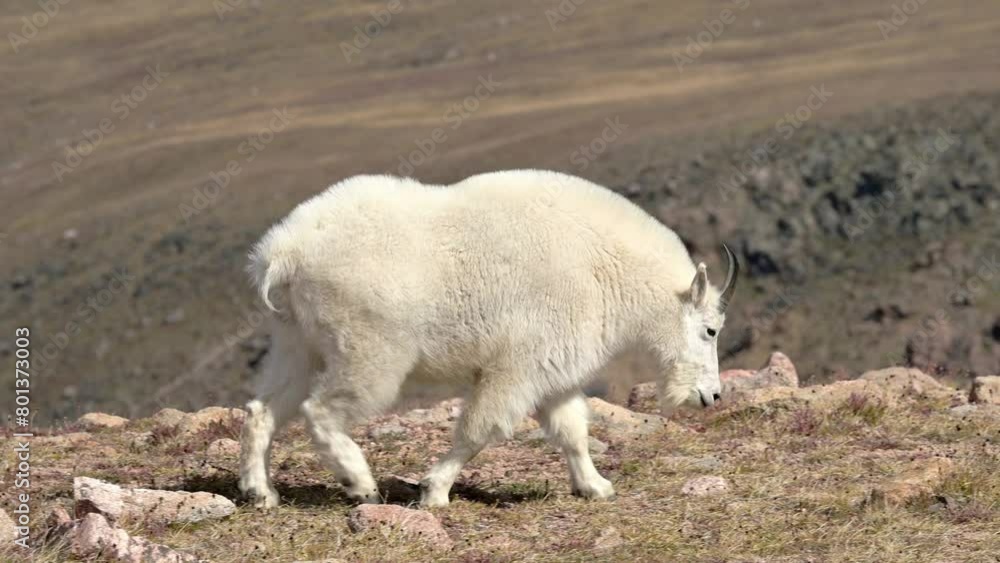 A single billy goat is grazing among the alpine vegetation of the Beartooth Highway in Montana. A single billy goat is grazing among the alpine vegetation of the Beartooth Highway in Montana.