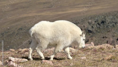 A single billy goat is grazing among the alpine vegetation of the Beartooth Highway in Montana.