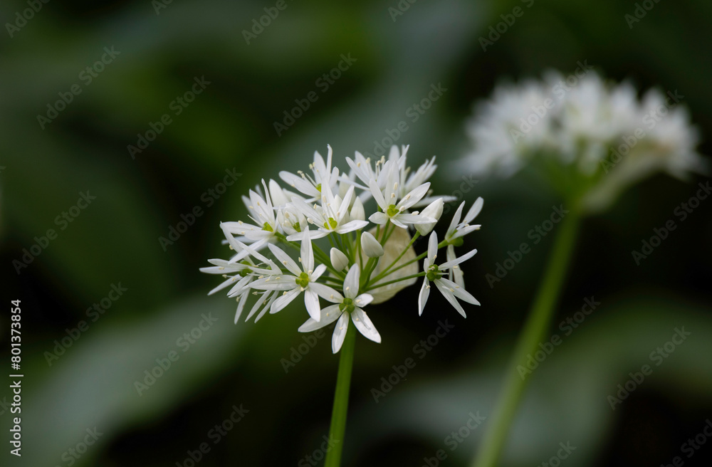 White flowers of bear garlic among the greenery White flowers of bear garlic among the greenery