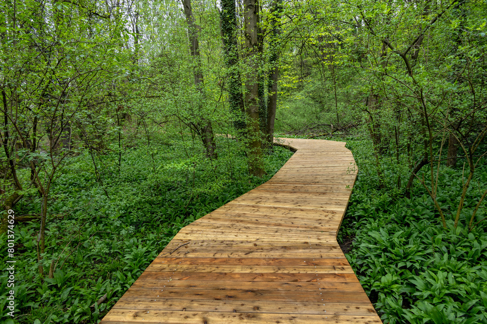 Obraz premium Wooden path in the lush greenery of April