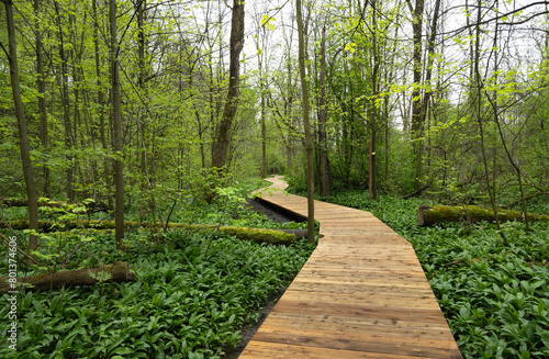 Wooden path in the lush greenery of April