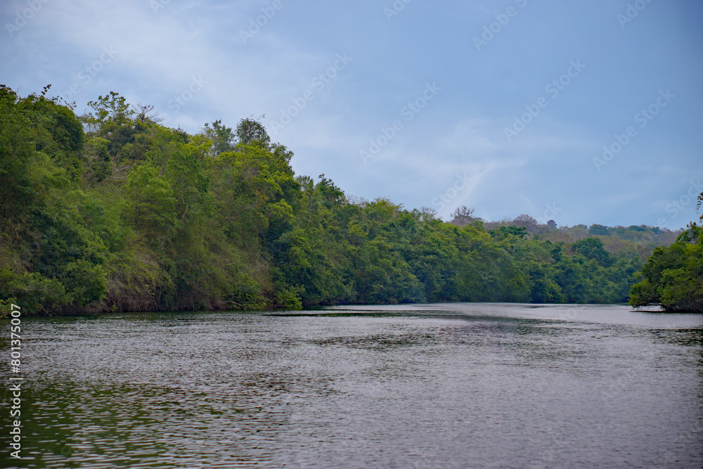 River surrounded by green forest and blue sky River surrounded by green forest and blue sky