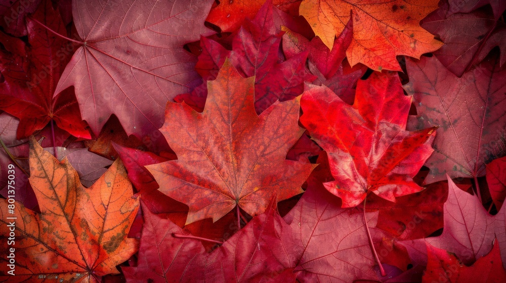 Canadian maple leaf flags in autumn, depicted during Canada Day celebrations, vibrant fall colors provide a rich, textured background