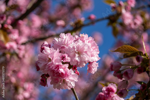 Pink flowers on a tree in a close-up