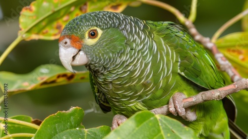   A tight shot of a green parrot perched on a tree branch  surrounded by foreground leaves  and a background softly out of focus
