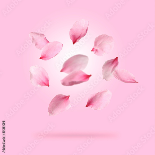 Spring flower petals in air on pink background. Cherry blossoms