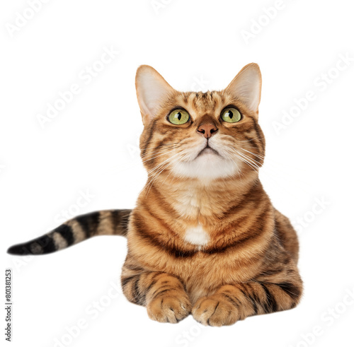 Adorable full length Bengal cat