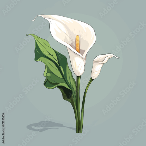 Calla lily flower 