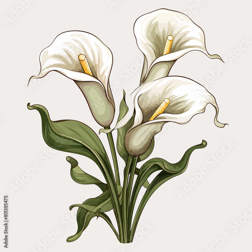 Calla lily flower 