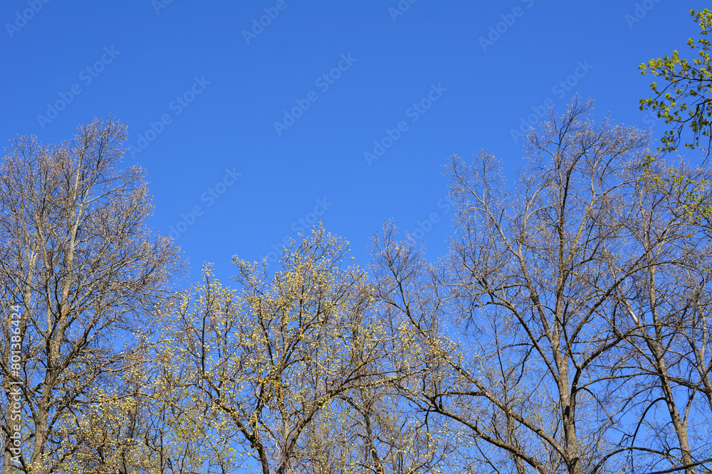 tree tops with white flowers in the blue sky background copy space tree tops with white flowers in the blue sky background copy space
