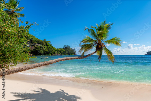 Palm tree above the beautiful beach in tropical island. Summer vacation and tropical beach concept.