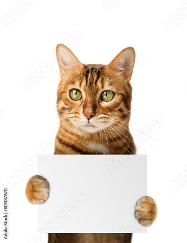 Funny portrait of a cat holding a blank poster