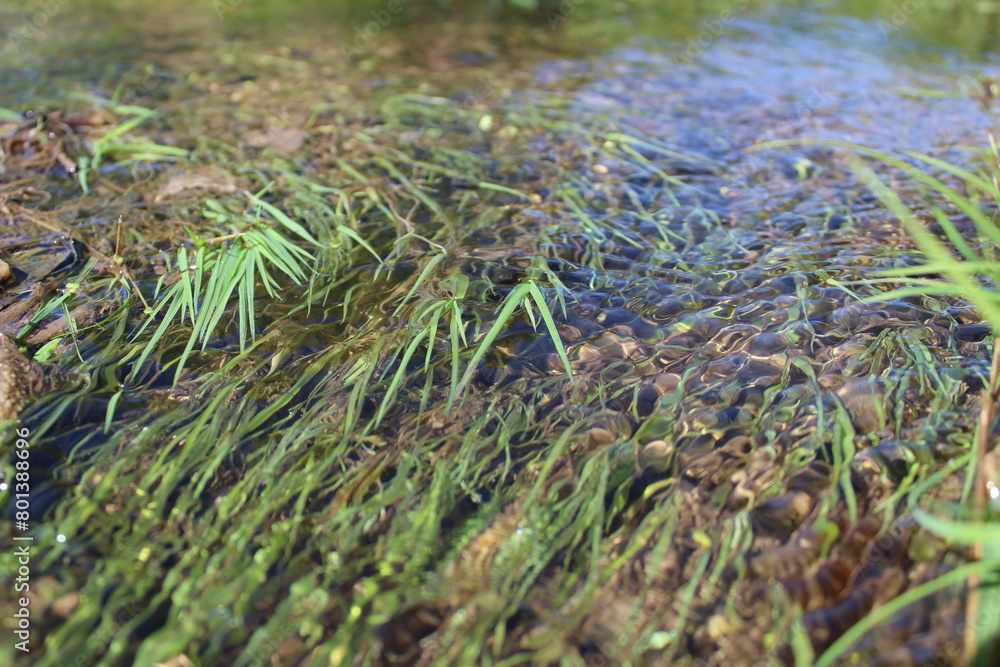 clean water in the stream and green grass in spring clean water in the stream and green grass in spring