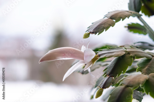 bud on white Christmas cactus with blurred background photo