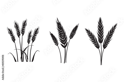 Wheat ears Vector isolated on a white background, A Wheat grain silhouette