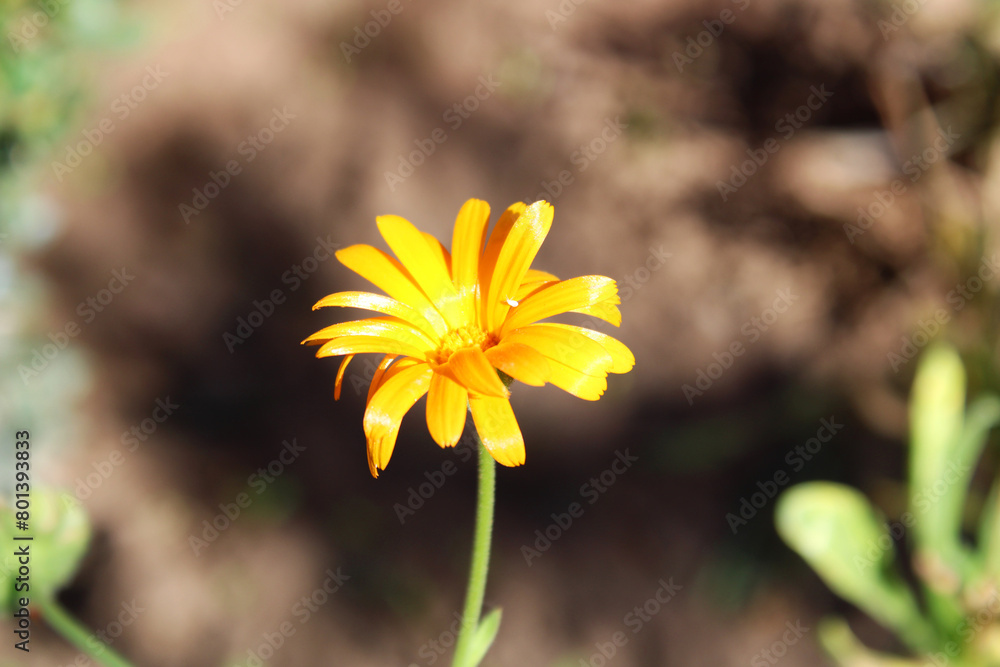 Calendula officinalis or marigold Calendula officinalis or marigold