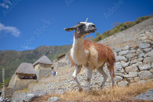 Machupicchu, Cusco Peru photo