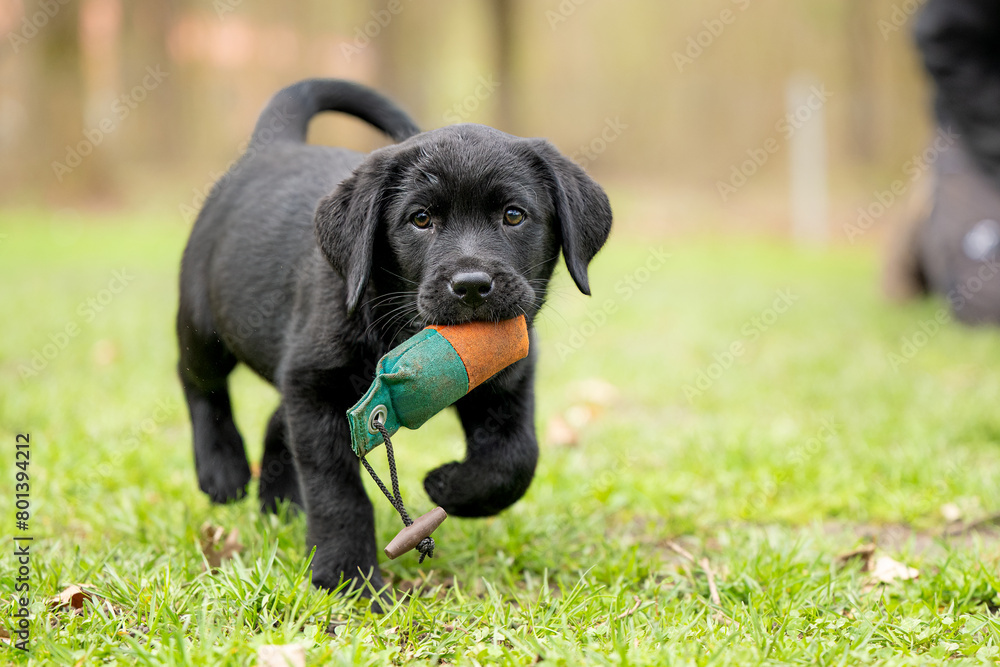 8 week old black Labrador puppy dog is playing with a dummy on a green meadow 8 week old black Labrador puppy dog is playing with a dummy on a green meadow