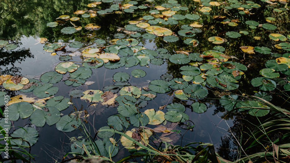 Aquatic plants in northern Spain Aquatic plants in northern Spain