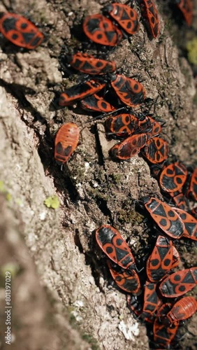 Red bedbug soldiers with black pattern settled on thick tree bark on blurred background. Nature and wildlife in sunny city park extreme closeup Vertical footage.