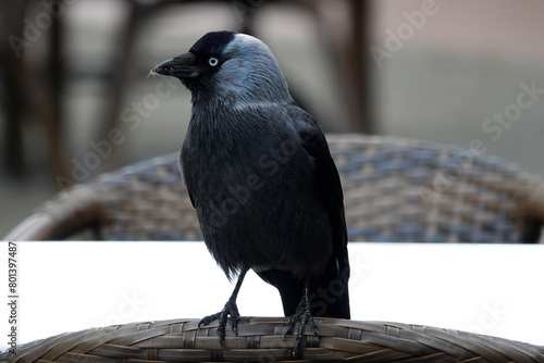 Western jackdaw sitting on the chair of a restaurant table