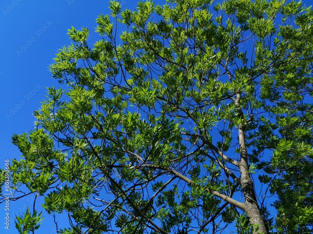 Fototapeta premium leaves on blue sky background