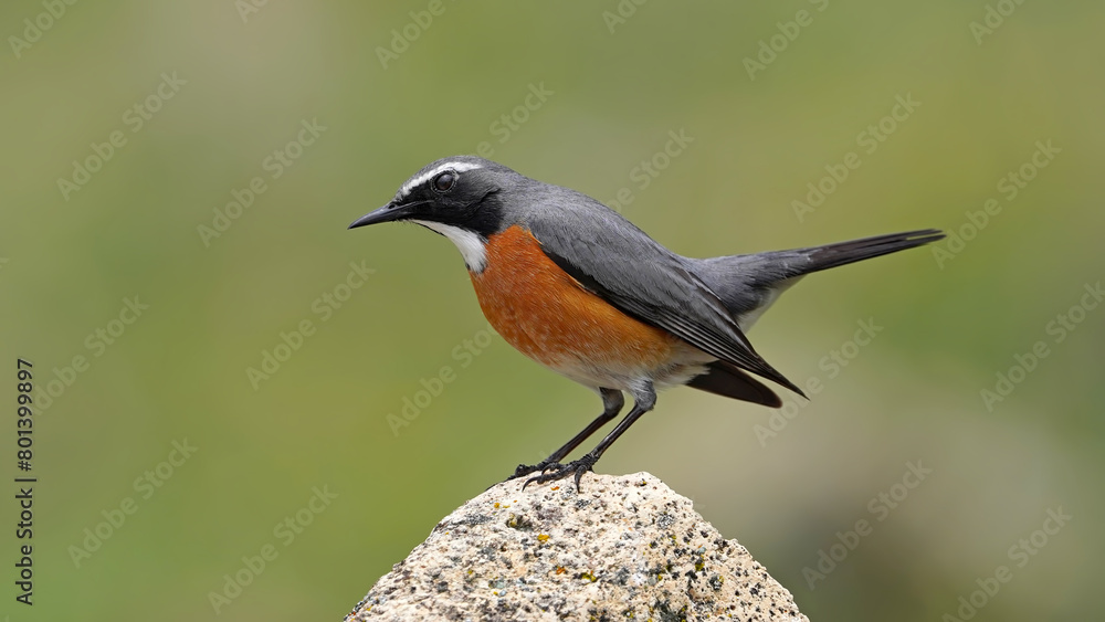 Fototapeta premium White-throated Robin bird perching on rock 