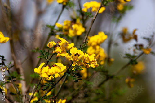 A forsythia bush with yellow flower petals in close-up. A branch with flowers. The plant is yellow in colour. Spring floral texture. Horizontal