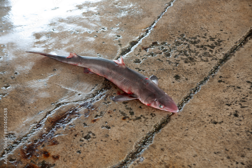 Fototapeta premium View of the little shark on the ground of the market