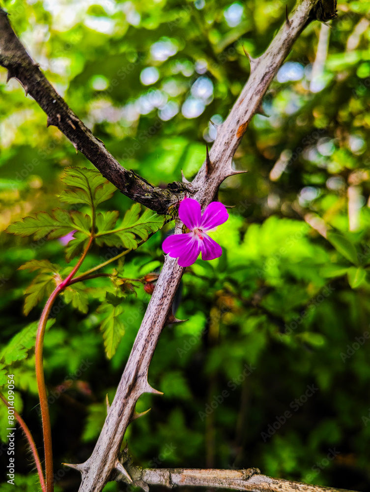 Flower and thorn. Flower and thorn.
