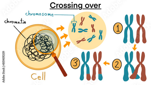 Fotografie Chromosomal crossover, Crossing over chromosomes and homologous division process