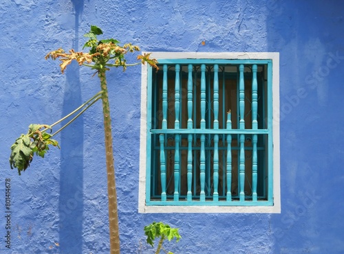 traditional colorful colonial building with wooden window with papaya tree, Cartagena, Colombia
