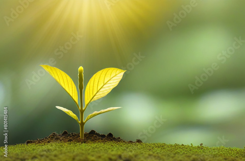 Young plant growing in the morning light and green nature bokeh background , new life growth ecology business financial progress concept ,Earth Day
