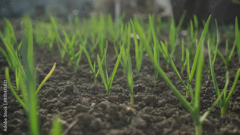 Young Garlic Sprouts Emerging in Fertile Soil at Dawn in a Rural Garden Young Garlic Sprouts Emerging in Fertile Soil at Dawn in a Rural Garden