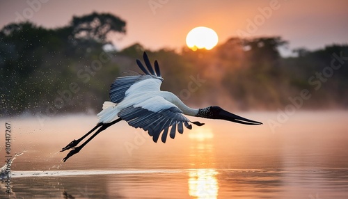 jabiru stork or tuiuiu fly over water photo
