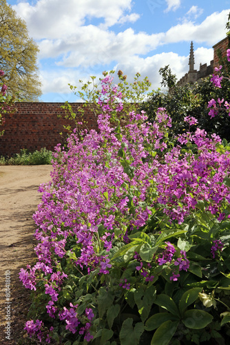 Bed of Annual Honesty blooms, Lincolnshire England 