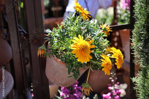 potted yellow daisy