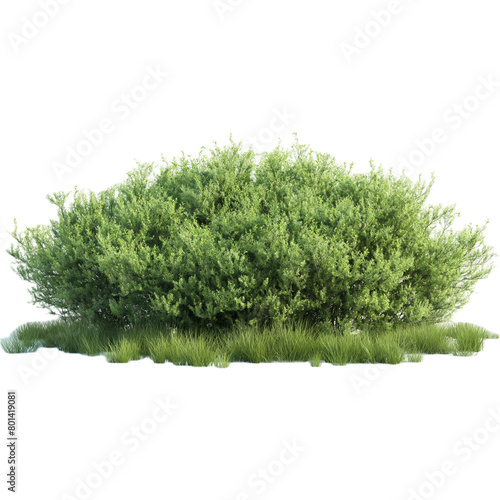 Tree or bush, no background , various types of trees.