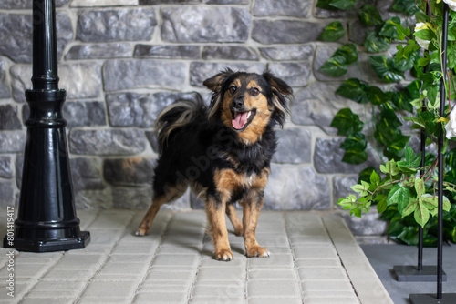 Brown and black dog standing by houseplant in front of brick wall