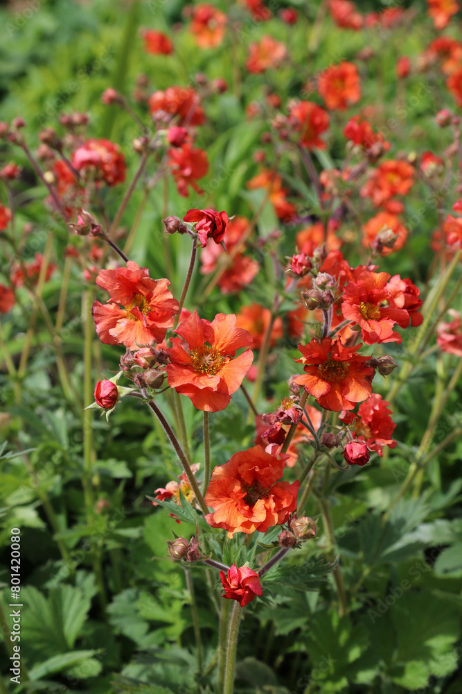 Patch of sunlit Avens blooms, Nottinghamshire England
