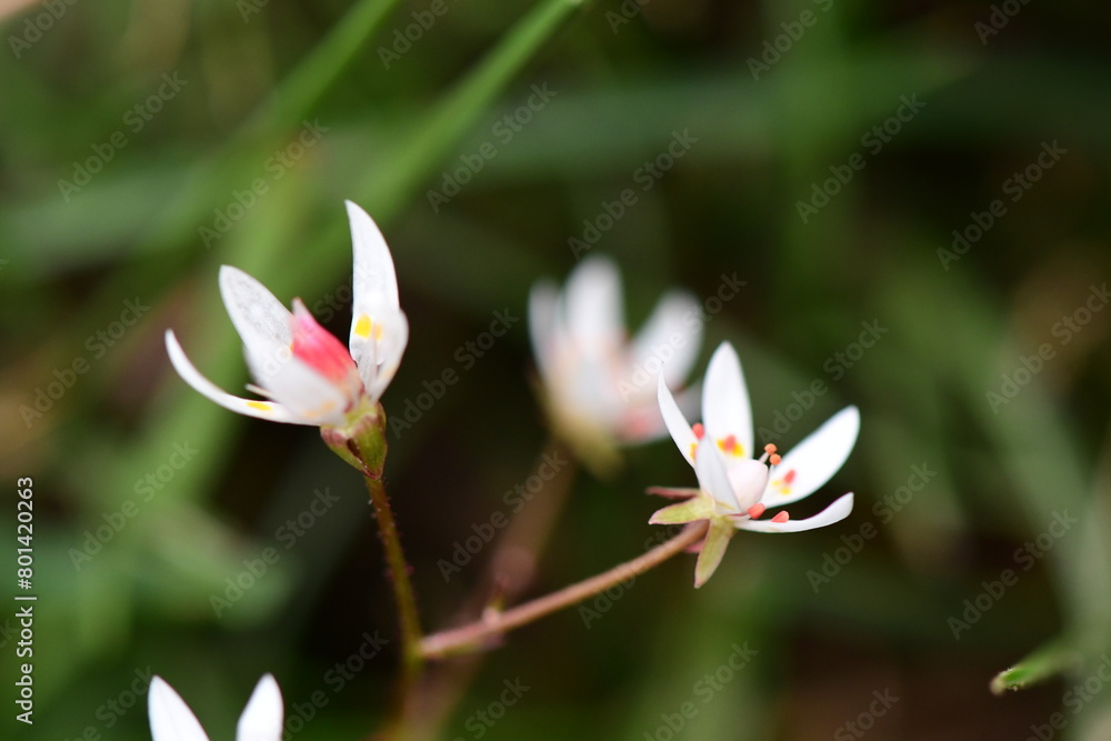 Fototapeta premium Pirineo Spring White Flowers - Micranthes Stellaris
