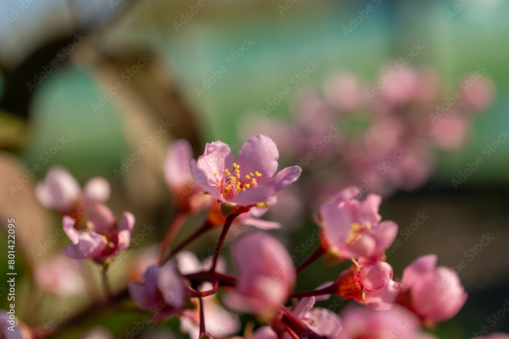 Close up of pink flower with green backdrop in macro photography Close up of pink flower with green backdrop in macro photography