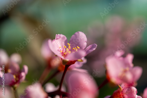 Close up of pink flower with green backdrop in macro photography