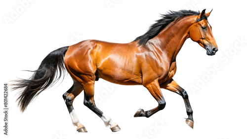 Young healthy horse isolated on Transparent background. © Sawaira