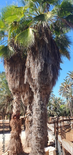 Palm trees. Tropical plants, tall palm trees. A beautiful date palm grows in Spain on the Costa Blanca. Date palm. Holidays in Spain. © Nataly G