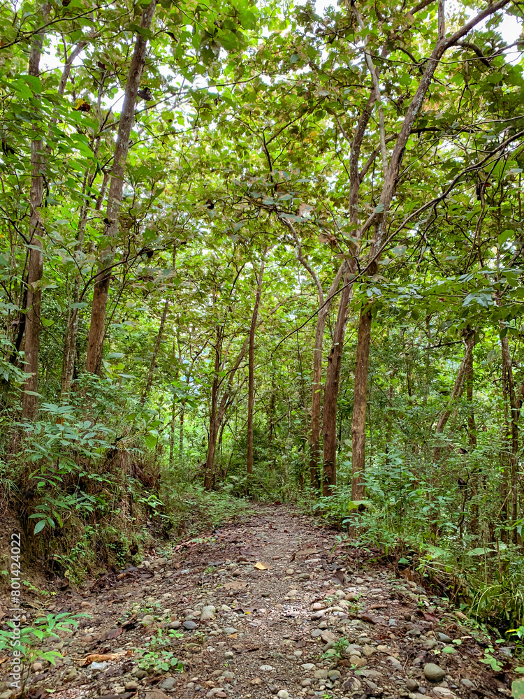pathway in a jungle pathway in a jungle
