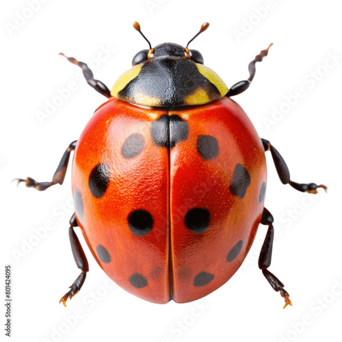 Red ladybug isolated on Transparent background.